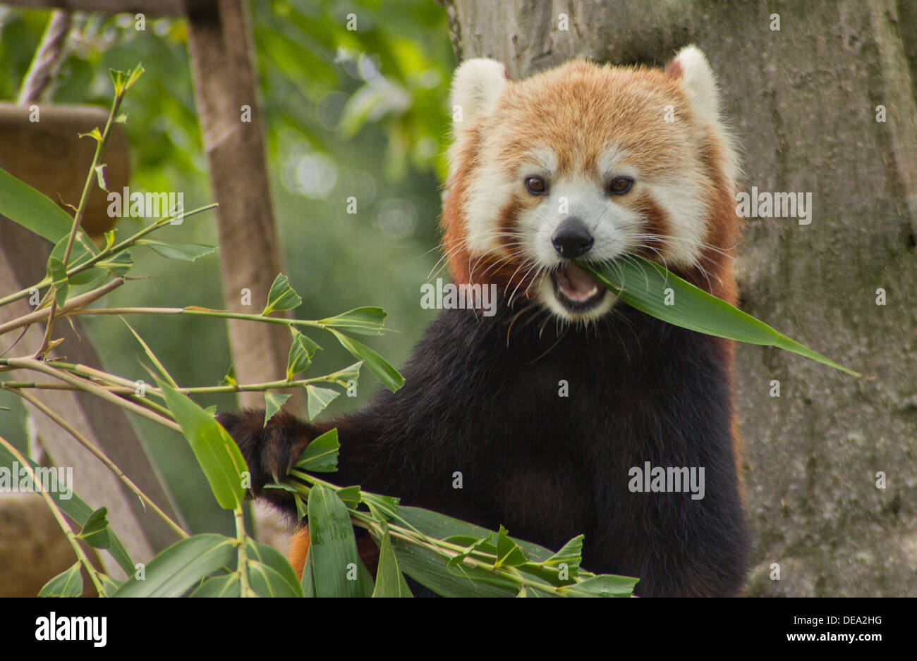 Le panda rouge au Paradise Wildlife Park Banque D'Images