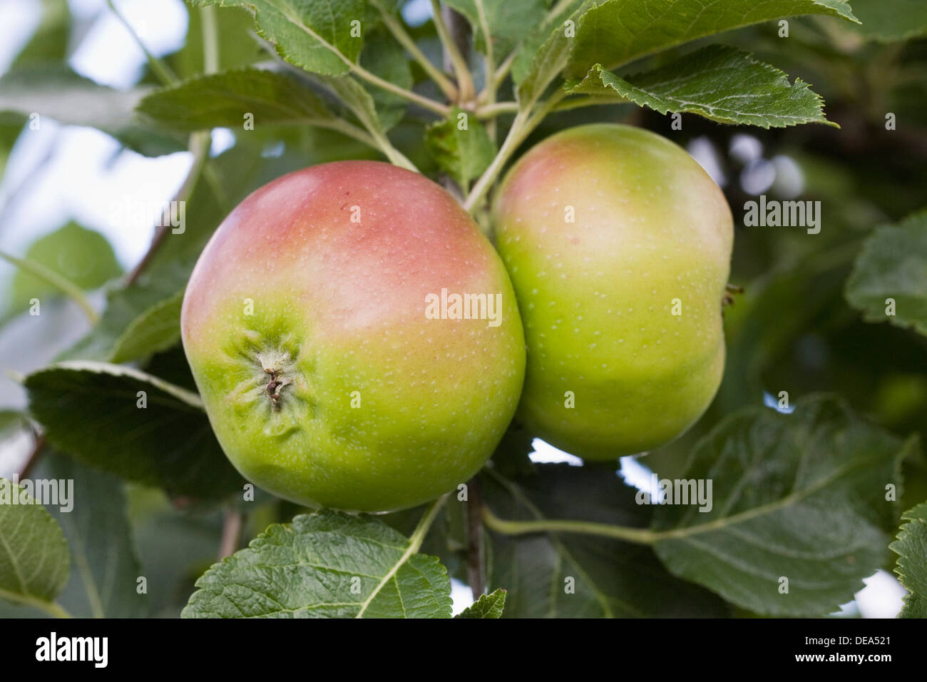 Malus domestica 'Camelot'. De plus en plus de pommes dans un verger. Banque D'Images