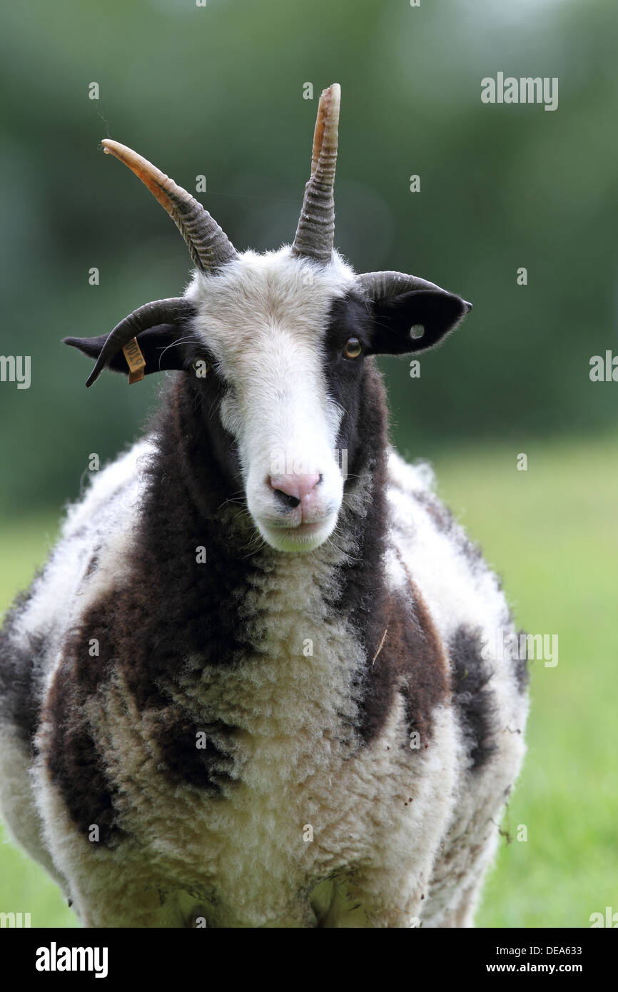 Portrait de mouton Jacob..Une ancienne race de moutons. Banque D'Images