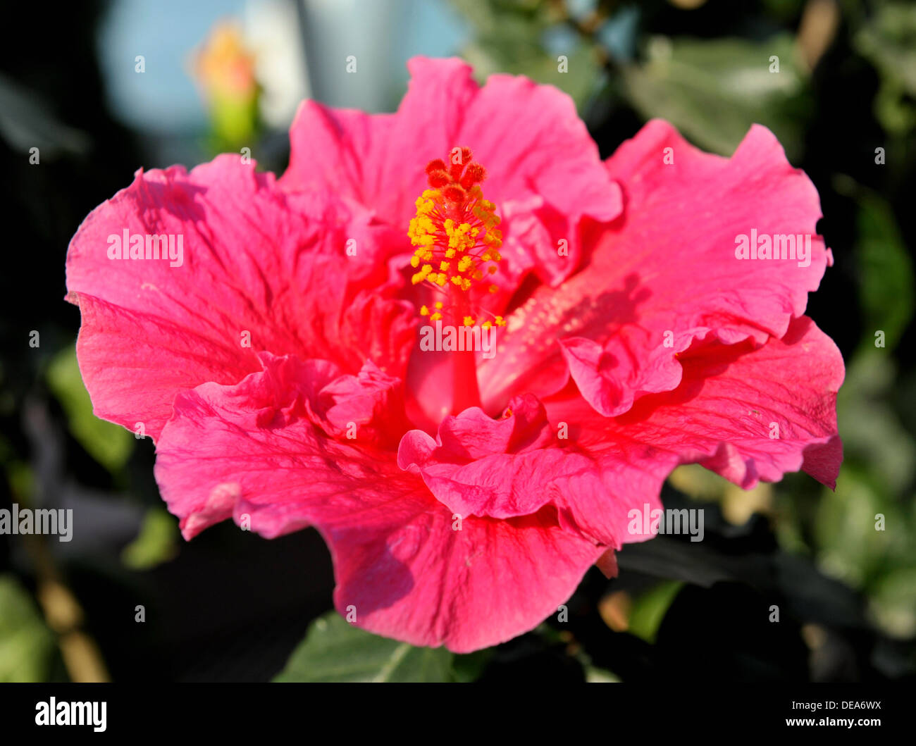 Chinese hibiscus flower (jardins de la baie, Singapour) Banque D'Images