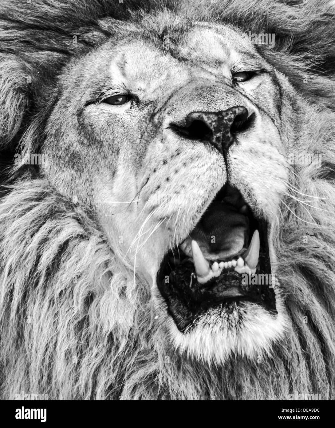 Lion Qui Rugit Noir Et Blanc Lion rugissant en noir et blanc Banque de photographies et d'images à haute  résolution - Alamy