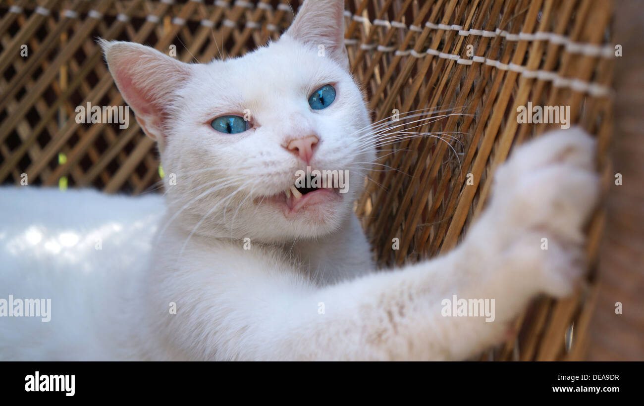 Le Grattage Chat Blanc Avec Nez Rose Photo Stock Alamy