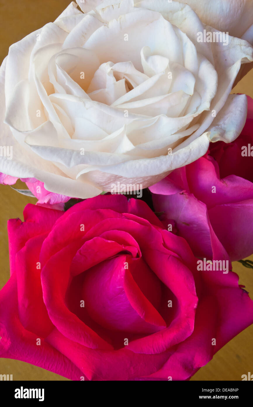 Affection amor anniversaire fond beau beauté blossom bright célébrer fête fin closeup copie couleur Banque D'Images