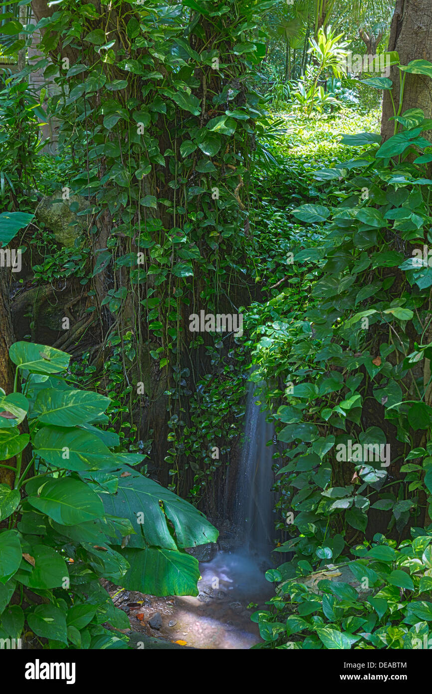 Belle image de fond naturel d'une chute dans un paisible écrin de verdure à feuillage dense forêt tropicale Banque D'Images