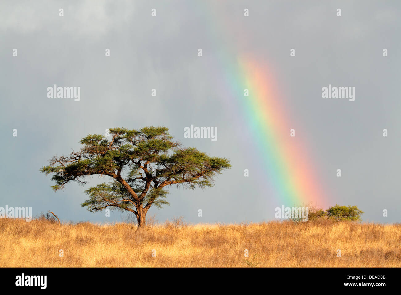 Paysage désertique avec un arc-en-ciel coloré et Acacia, Kalahari, Afrique du Sud Banque D'Images