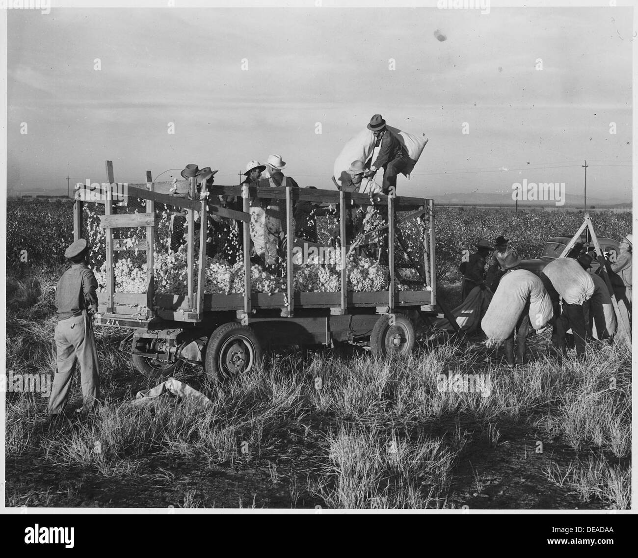 Dans le district d'Eloy du comté de Pinal, Arizona, les sacs de coton sont pesés et jetés dans un wagon de coton. Cette activité agricole reflète les pratiques culturales de la région. Banque D'Images Dans le district d'Eloy du comté de Pinal, Arizona, les sacs de coton sont pesés et jetés dans un wagon de coton. Cette activité agricole reflète les pratiques culturales de la région. Banque D'Images