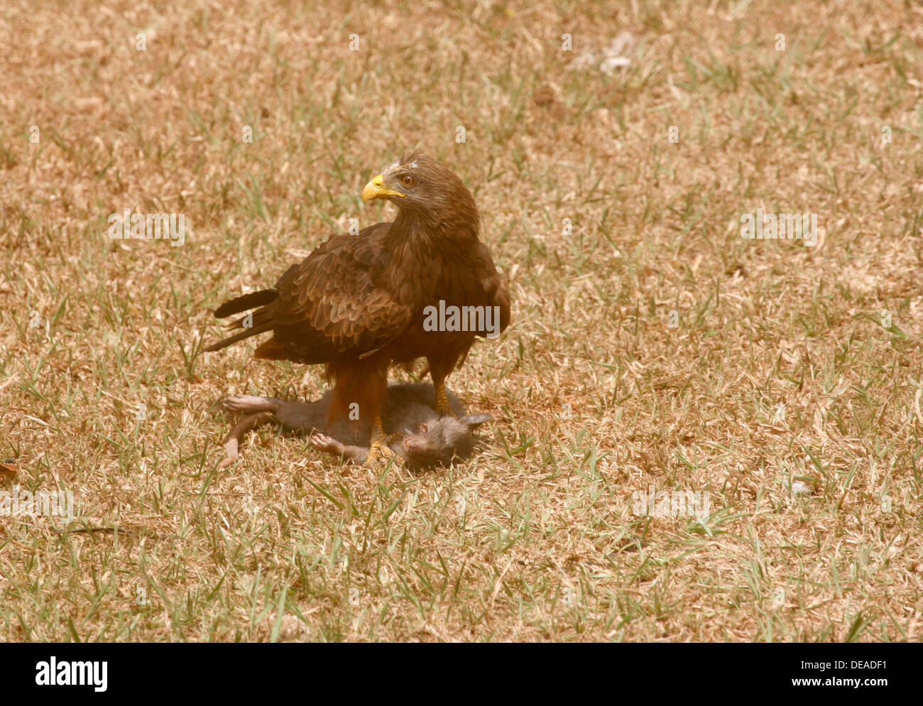 Yellow-Billed Milan noir (Milvus migrans parasiticus) avec son kill, un rat. L'Ouganda. Banque D'Images