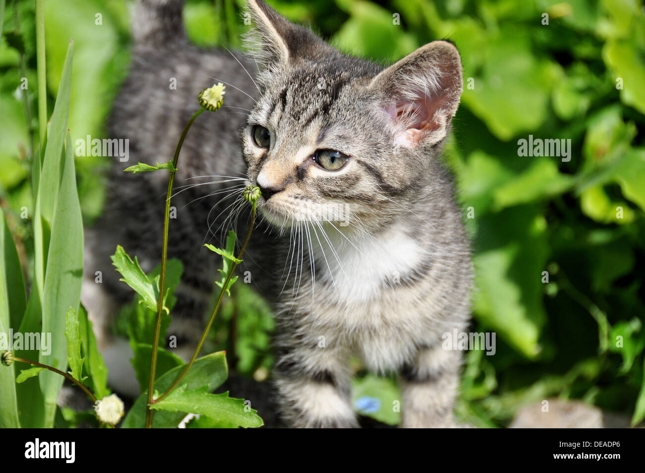 Chaton piscine dans un jardin, l'odeur des marguerites Banque D'Images