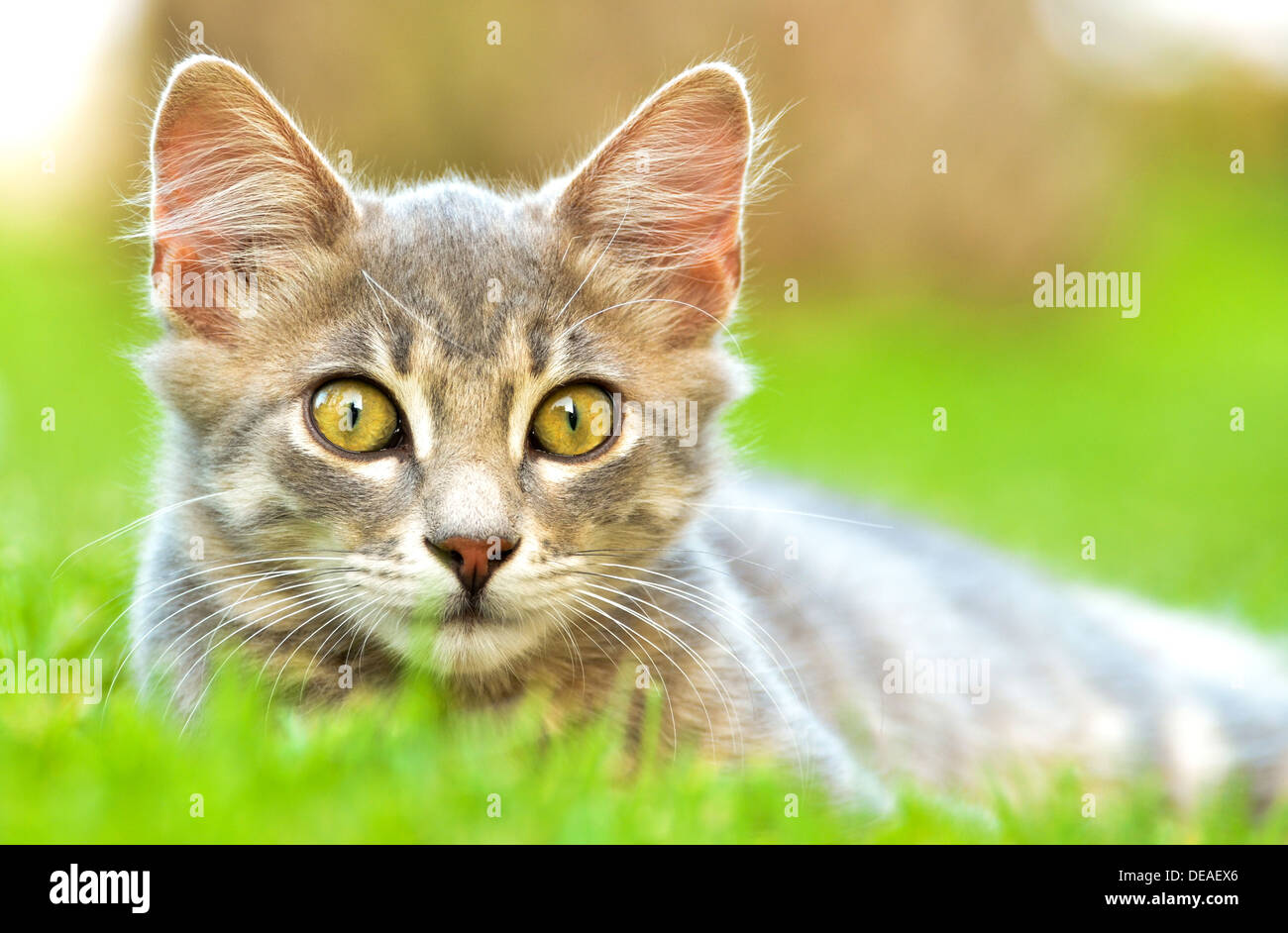 Cute kitten portrait outdoor Banque D'Images