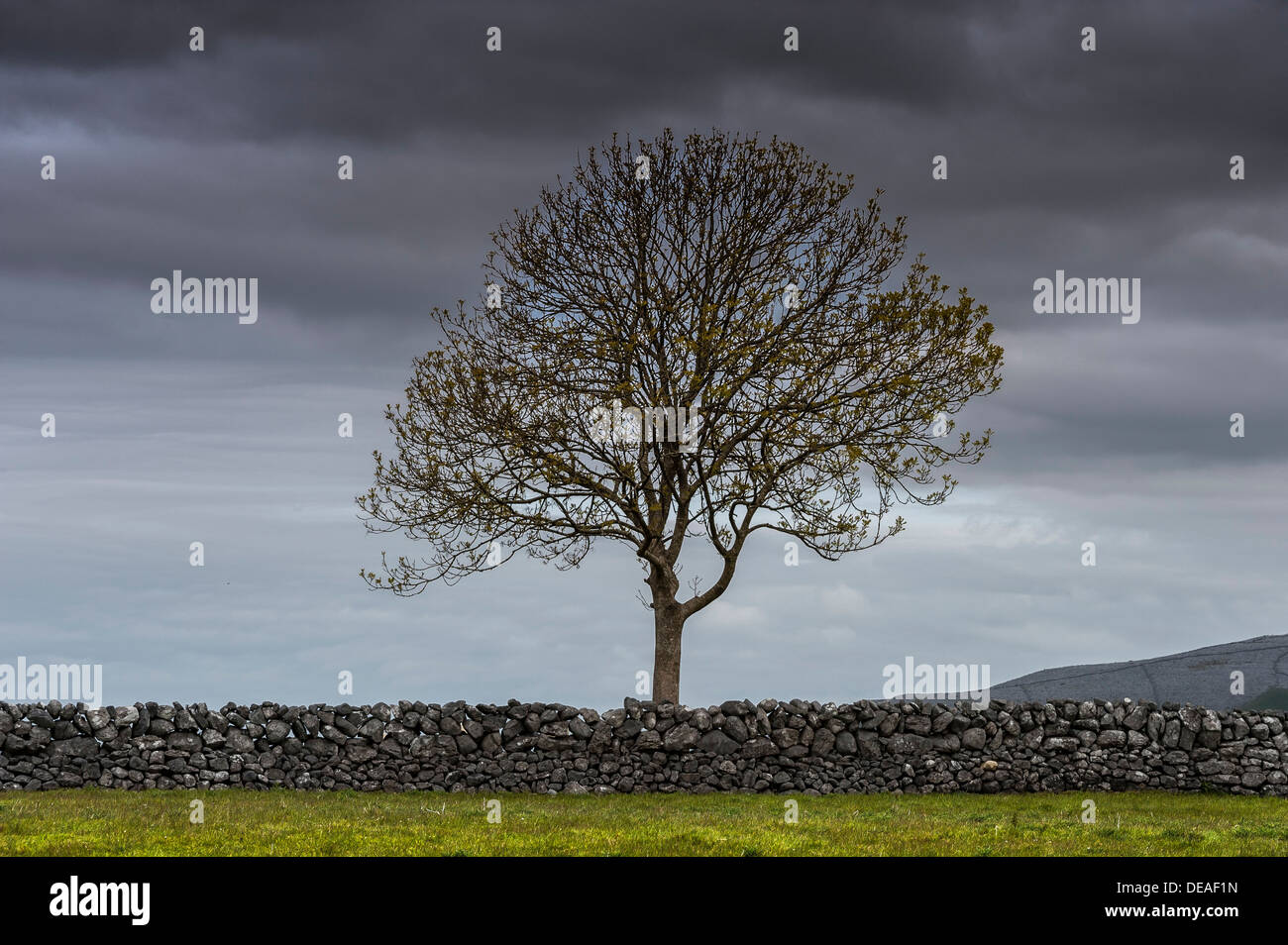 Seul arbre avec un mur de pierre et un ciel dramatique, comté de Clare, Irlande, Europe Banque D'Images