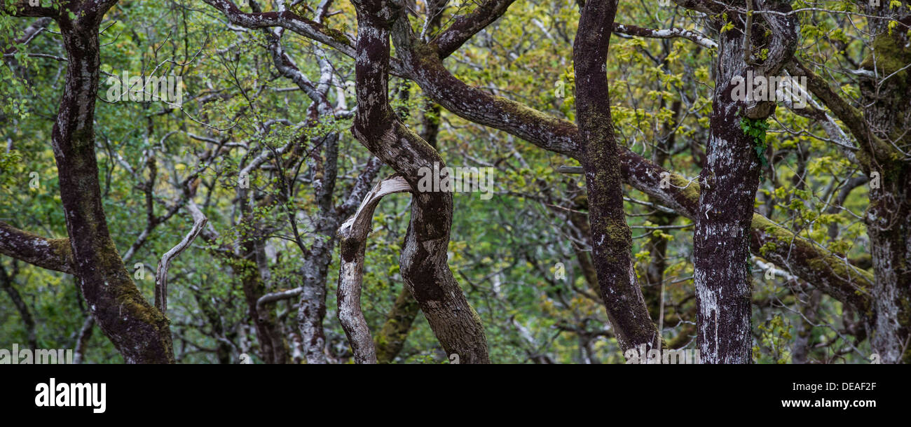 Vue panoramique, jungle, le Glenveagh National Park, comté de Donegal, en République d'Irlande Banque D'Images