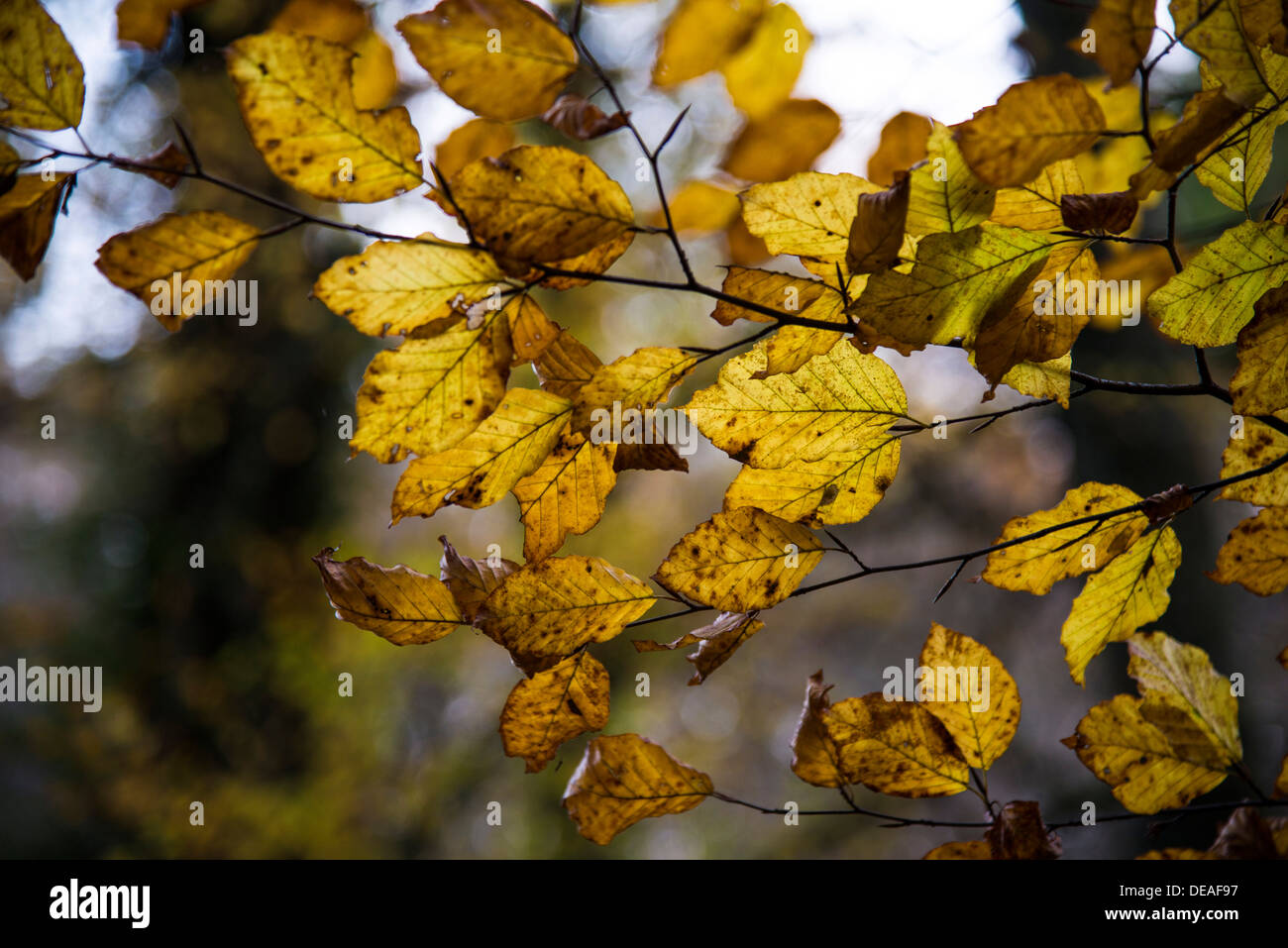 Feuillage hêtre dans une forêt d'automne, la Bavière Banque D'Images