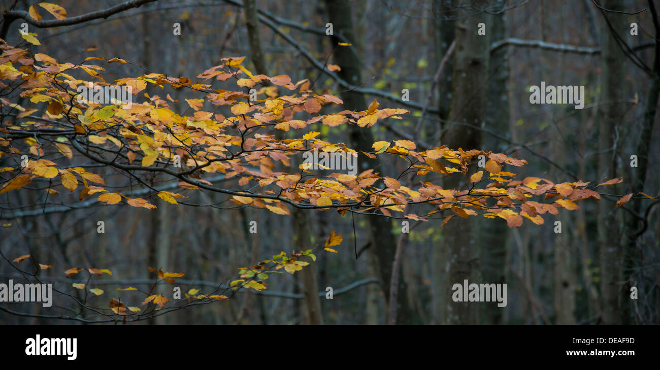 Feuillage hêtre, forêt d'automne, la forêt de feuillus, la Bavière Banque D'Images