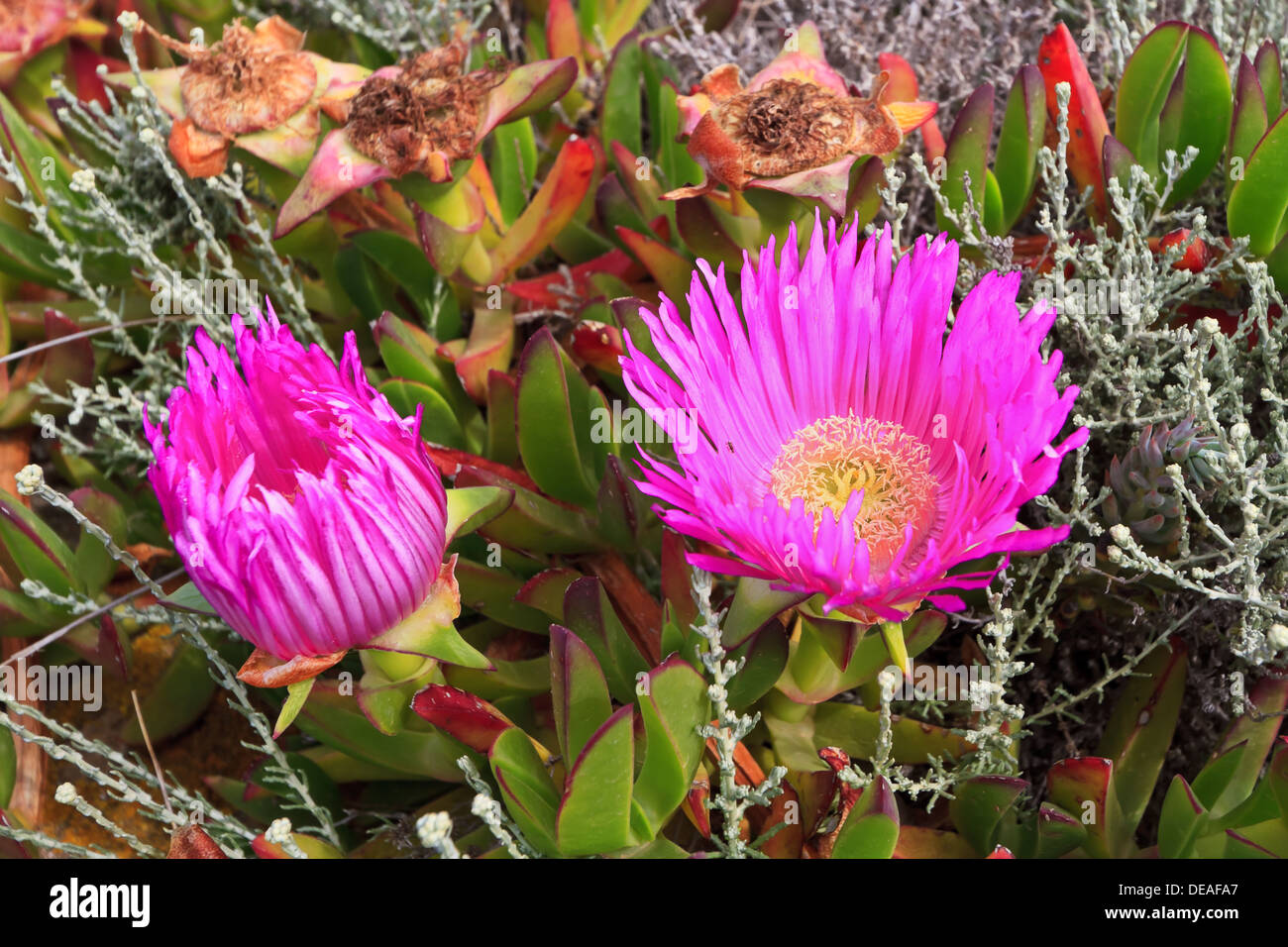 Carpobrotus acinaciformis plante succulente avec des fleurs Banque D'Images