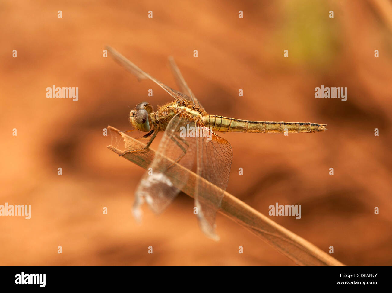 Libellule, Scarlet Skimmer ou Crimson vert (Crocothemis sevillia), femme, Battambang, Cambodge, Asie Banque D'Images