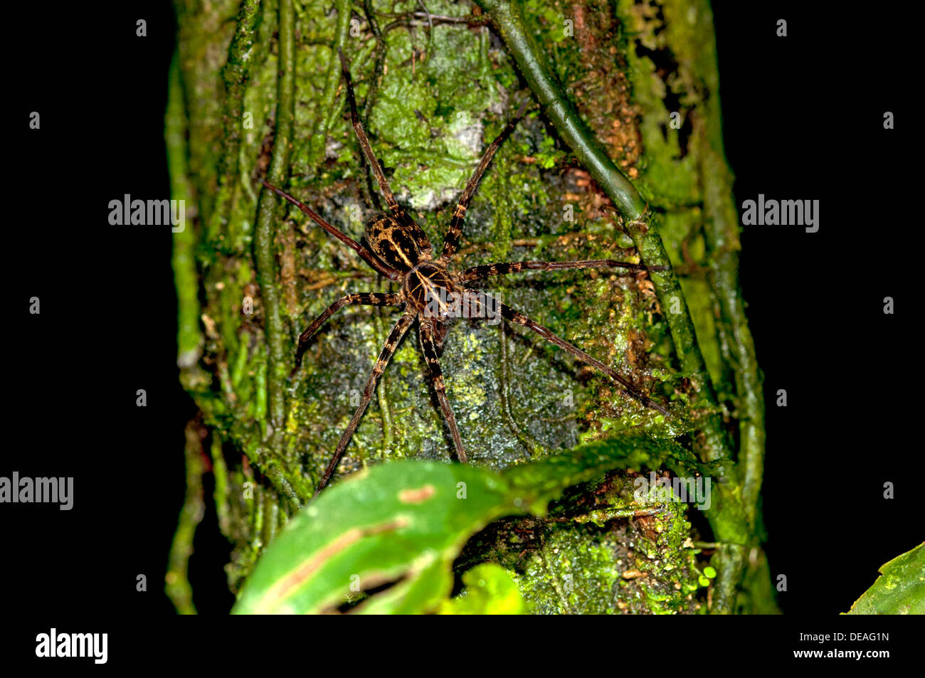 Spider de pêche (Dolomedes sp.), Lake Balaton, Equateur, Amérique du Sud Banque D'Images