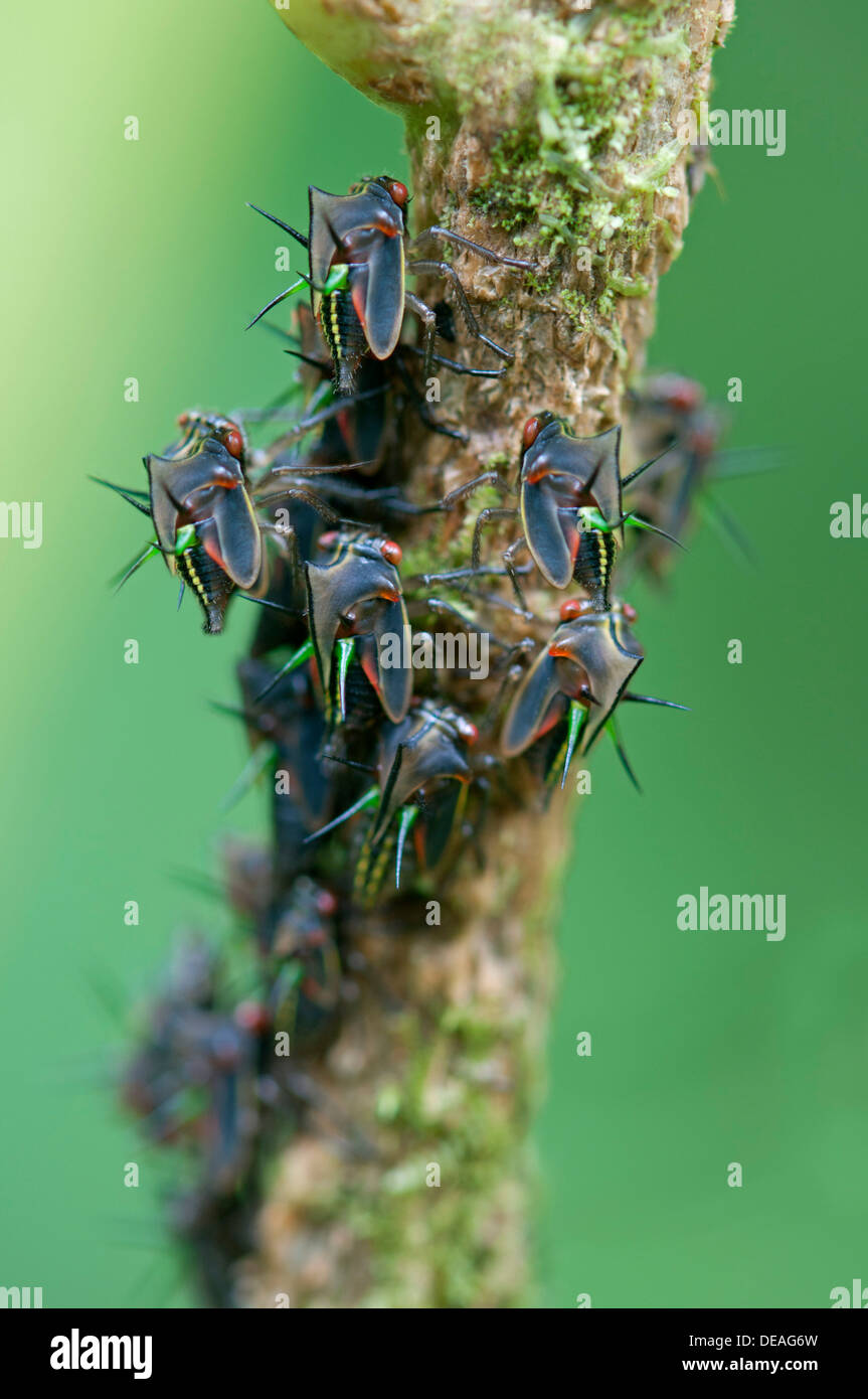 (Cicadellidae) Cicadelle de la région andine, Tandayapa, forêt de nuages, l'Équateur, en Amérique du Sud Banque D'Images