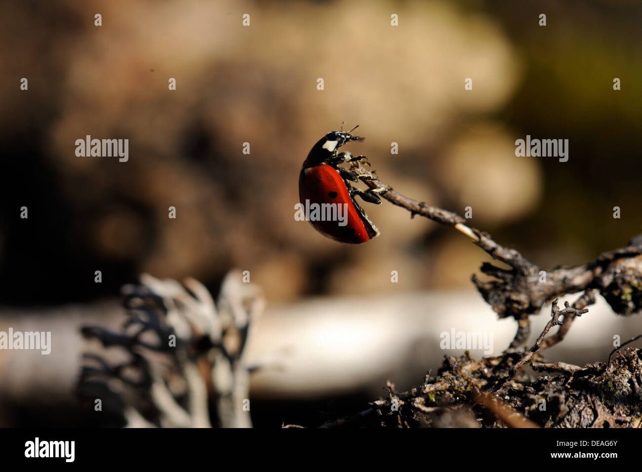 Coccinella septempunctata, les sept-spot ladybird Banque D'Images