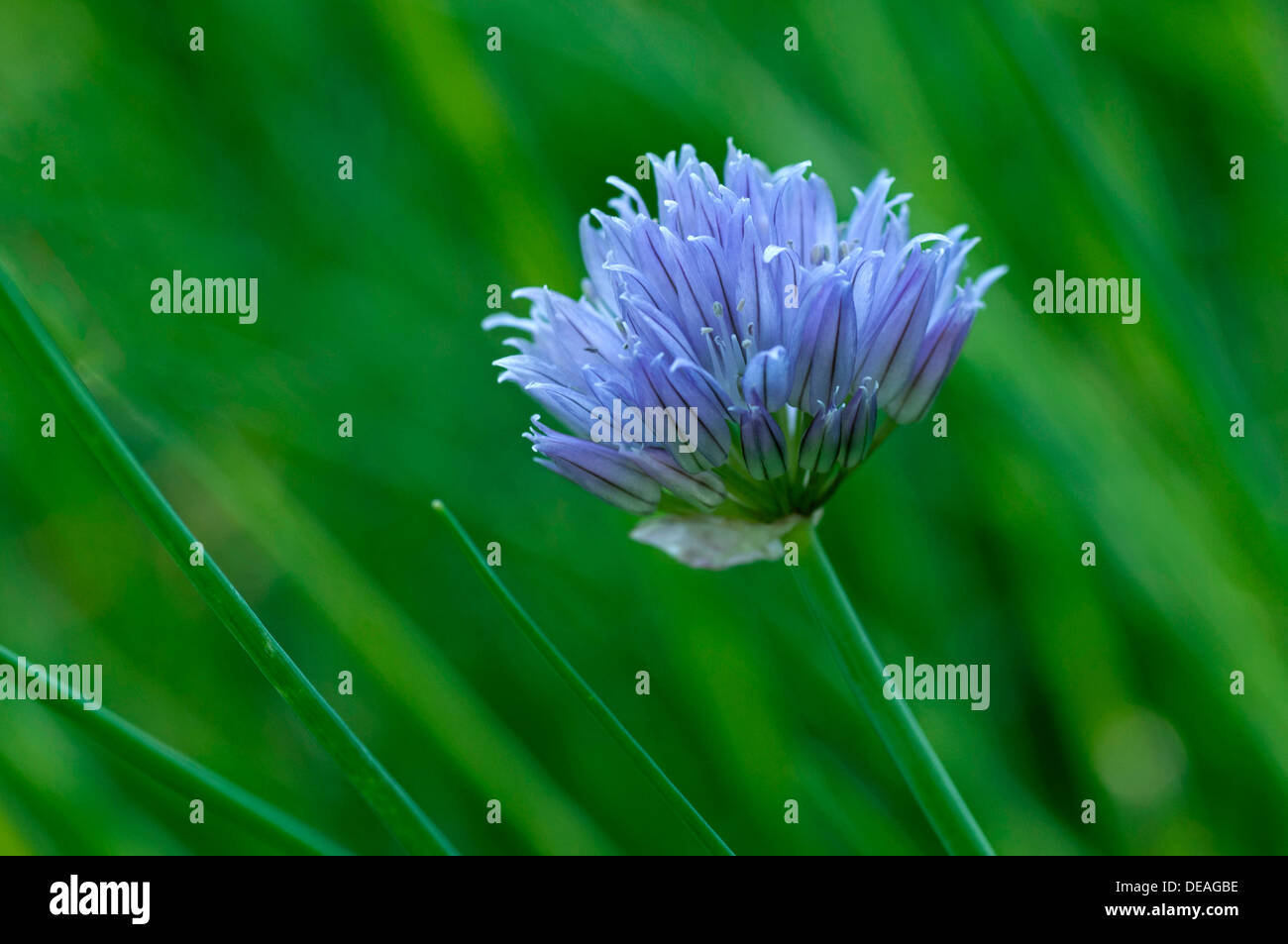 Inflorescence de la ciboulette (Allium schoenoprasum) Banque D'Images