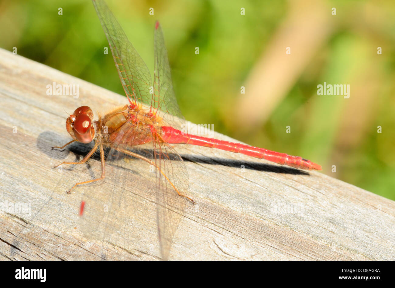 Un plan macro closeup Darner rouge libellule. Banque D'Images