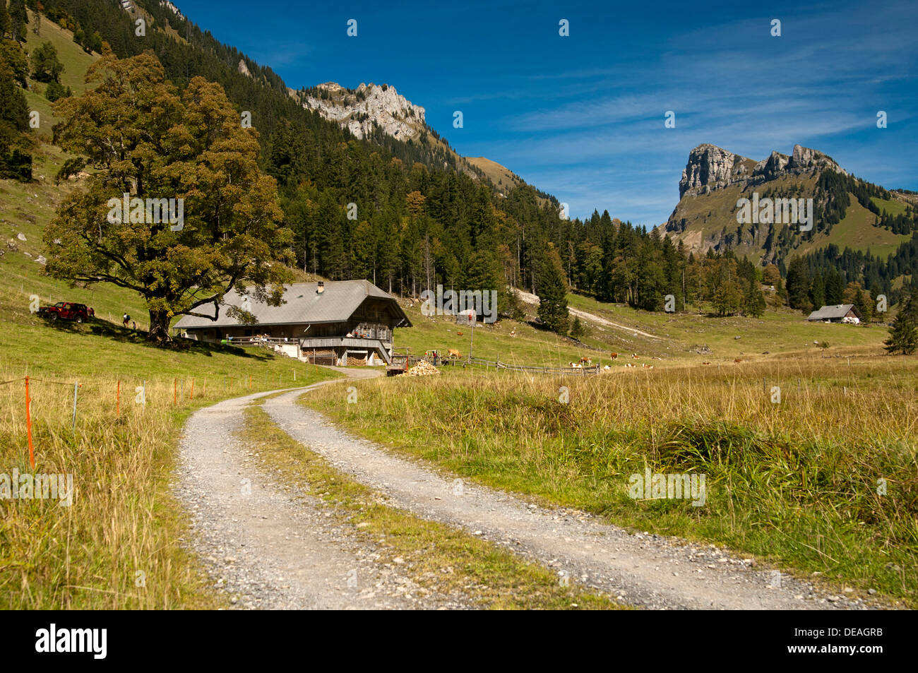 Route de terre menant à une ferme de montagne, en face de la montagne Schibe, bei, Püfel Justistal, Berner Oberland, Suisse Banque D'Images