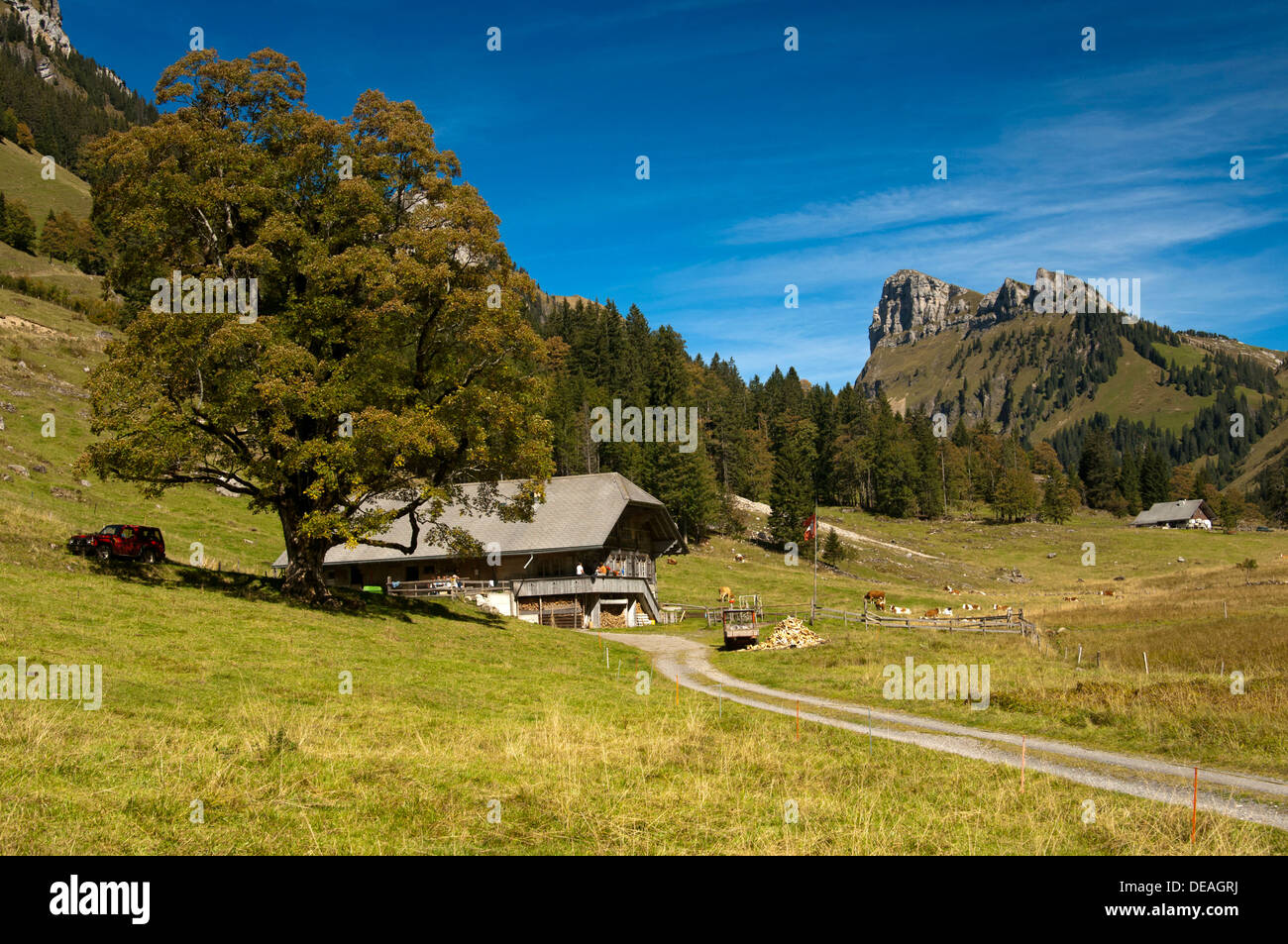 Route de terre menant à une ferme de montagne, en face de la montagne Schibe, bei, Püfel Justistal, Berner Oberland, Oberland Bernois Banque D'Images