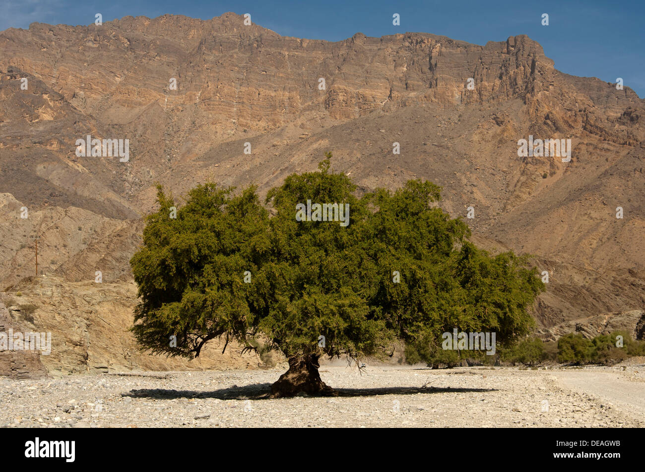 Arbre généalogique Ghaf (Prosopis cineraria), Wadi Bani Awf, Oman Banque D'Images