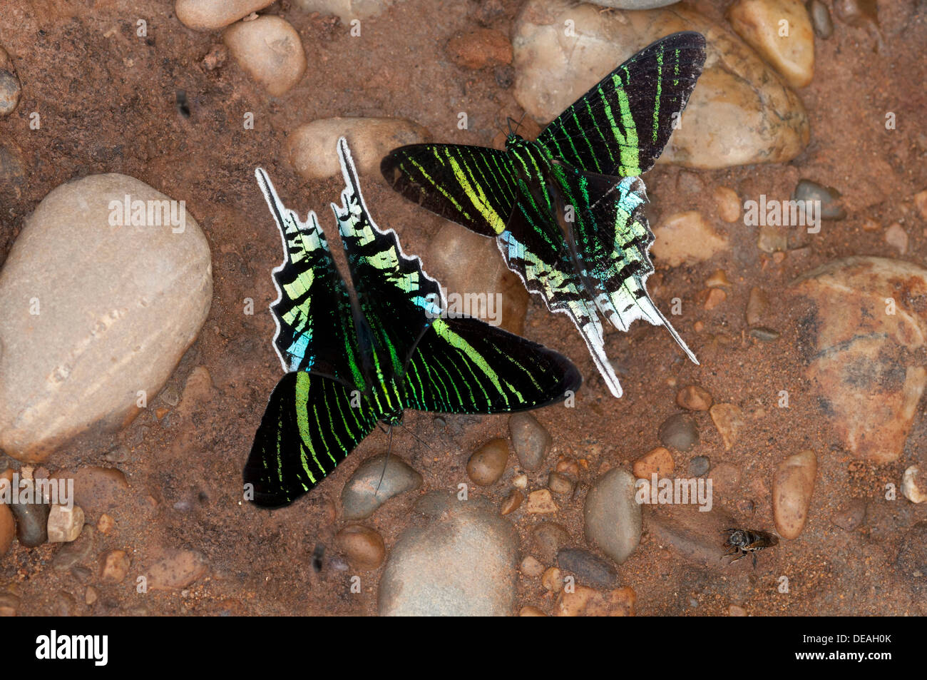 Green-banded Urania Urania leilus (papillons) se nourrissant d'eau riche en minéraux, la Réserve de Tambopata, région de Madre de Dios Banque D'Images