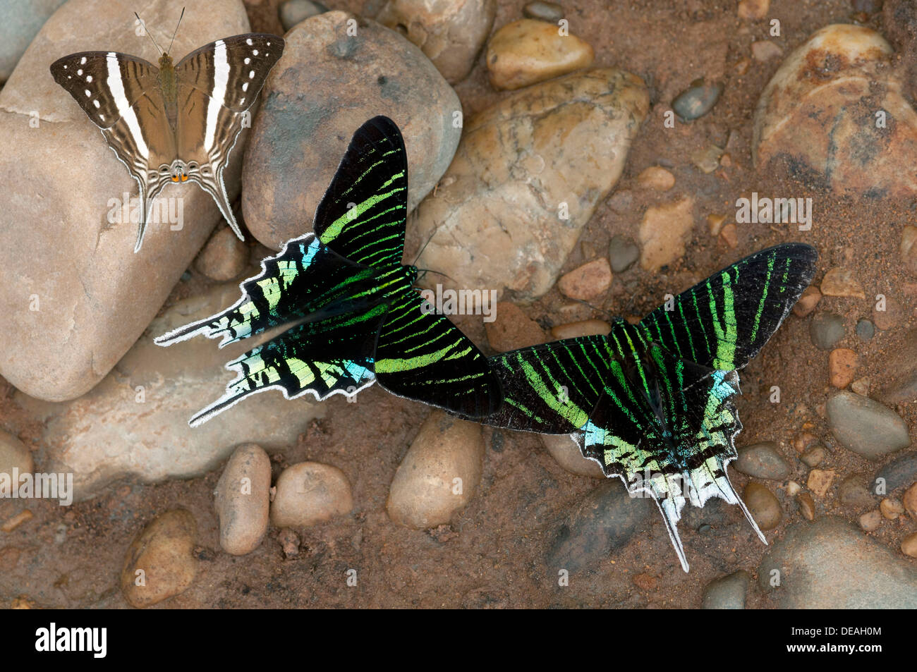Green-banded Urania Urania leilus (papillons) se nourrissant d'eau riche en minéraux, la Réserve de Tambopata, Madre de Dios Banque D'Images