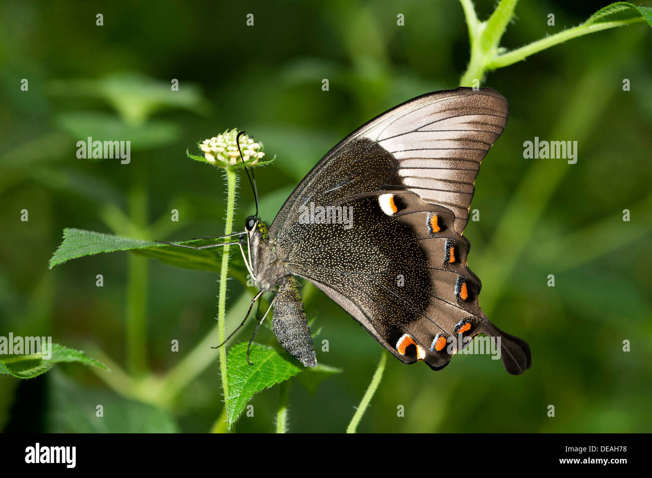 Papillon Ulysse, Blue Mountain Blue Mountain ou Swallowtail Butterfly (Papilio ulysses), l'Australie Banque D'Images