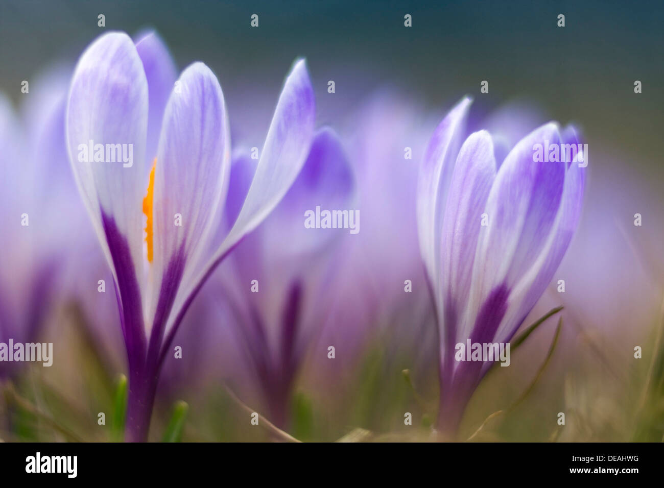 White crocus (Crocus albiflorus) Banque D'Images