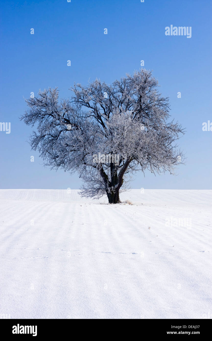 Paysage d'hiver près de Oldrichovice, Région de Zlin, République Tchèque, Europe Banque D'Images