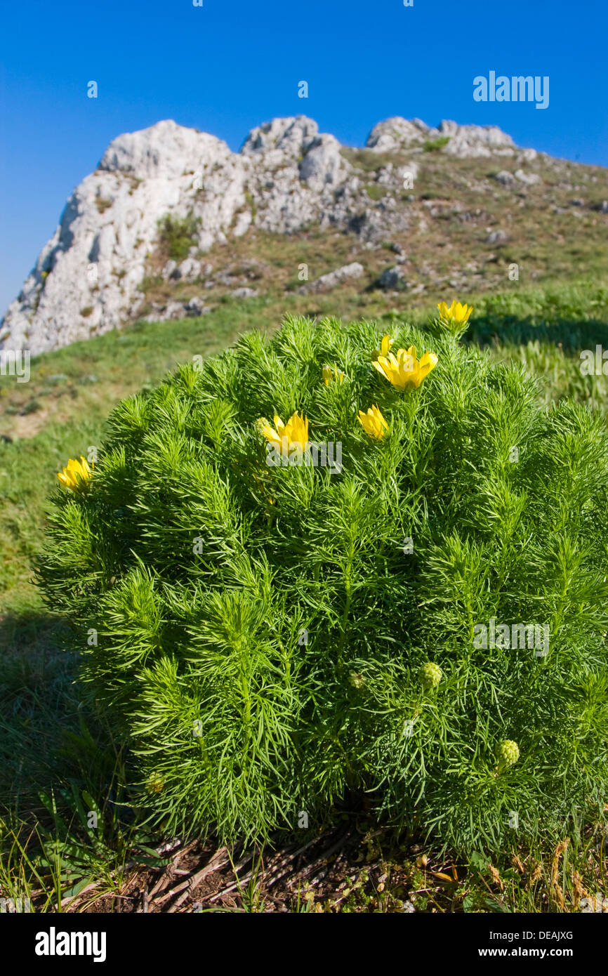 Spring Pheasant's Eye, False Hellebore, Ox-Eye, Oxeye Daisy, faisan, Oxeye-eye, Pheasant's-Eye, Pheasant's Eye, printemps Banque D'Images
