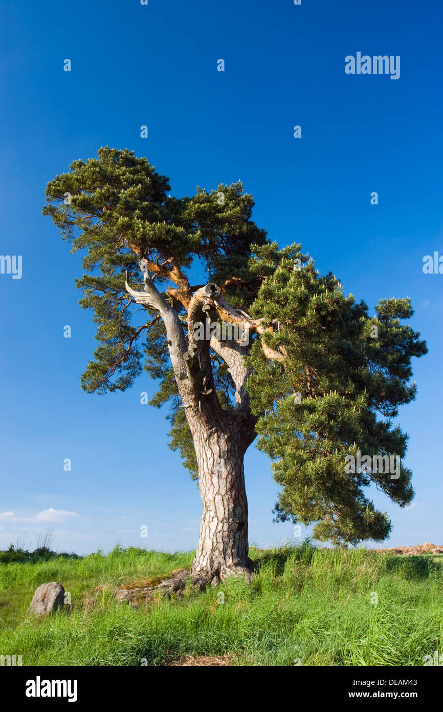 Patrimoine canadien-pin protégé (Pinus sp.) à l'étang Korbel, Velka Bites, Zdar nad Sazavou district, comté de Vysocina, République Tchèque Banque D'Images