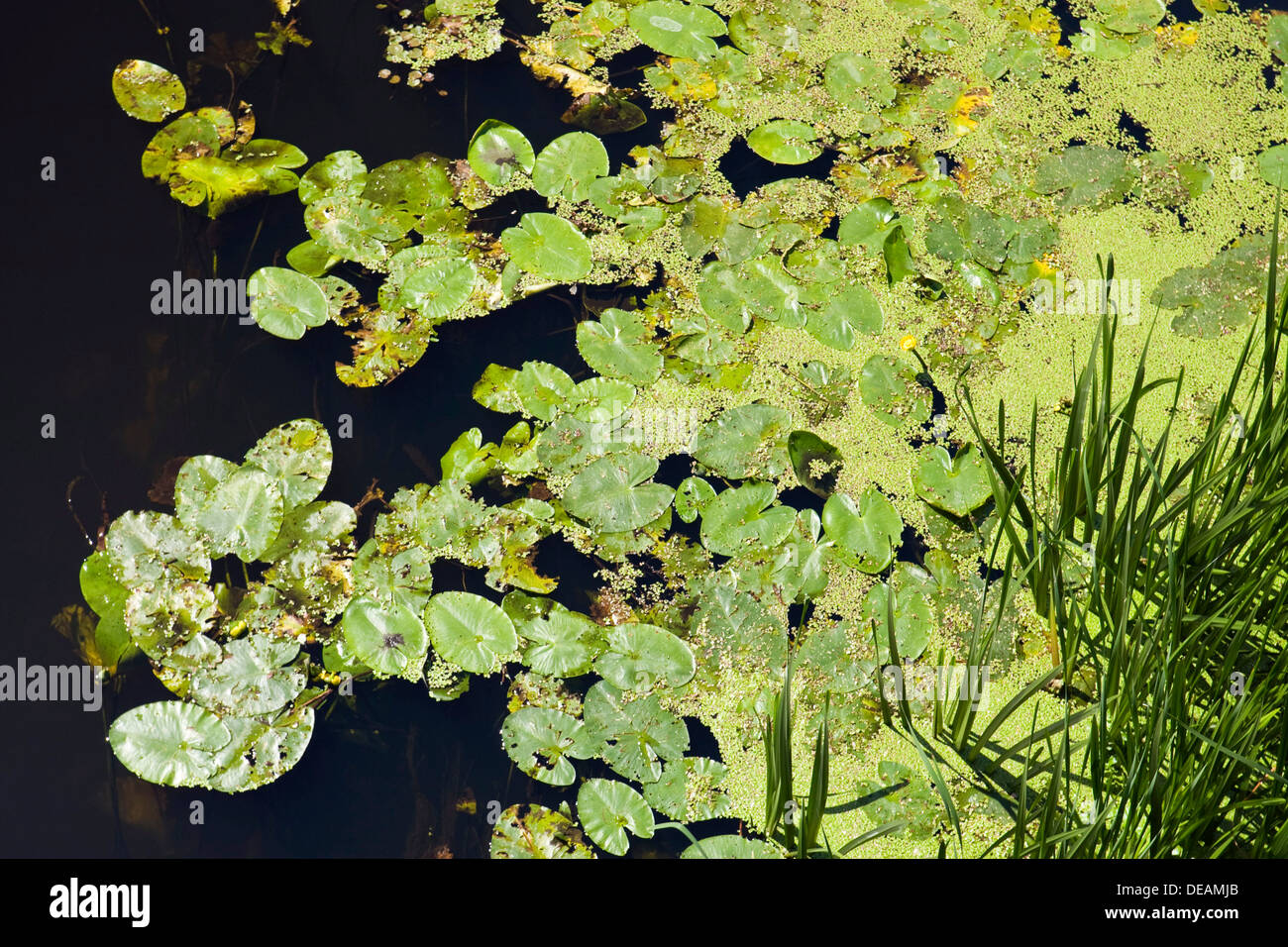 Feuilles de nénuphar jaune, nénuphar jaune (Nuphar lutea, Nuphar advena, Nuphar fluviatilis), près de la rivière Biebrza Sztabin Banque D'Images