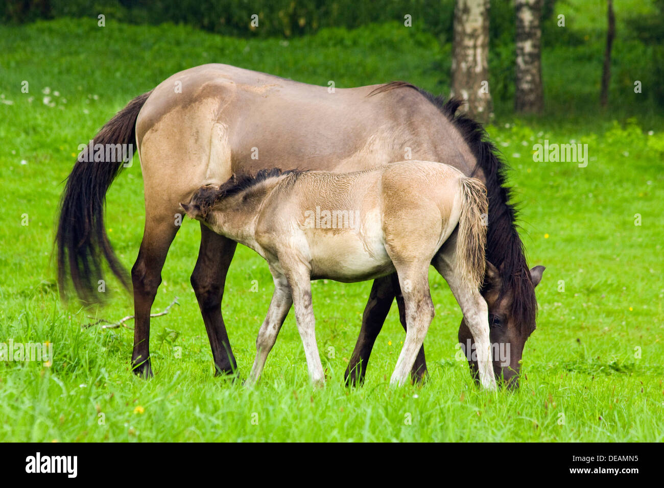 Konik Cheval (Equus ferus caballus Konik), mare suckling poulain Banque D'Images