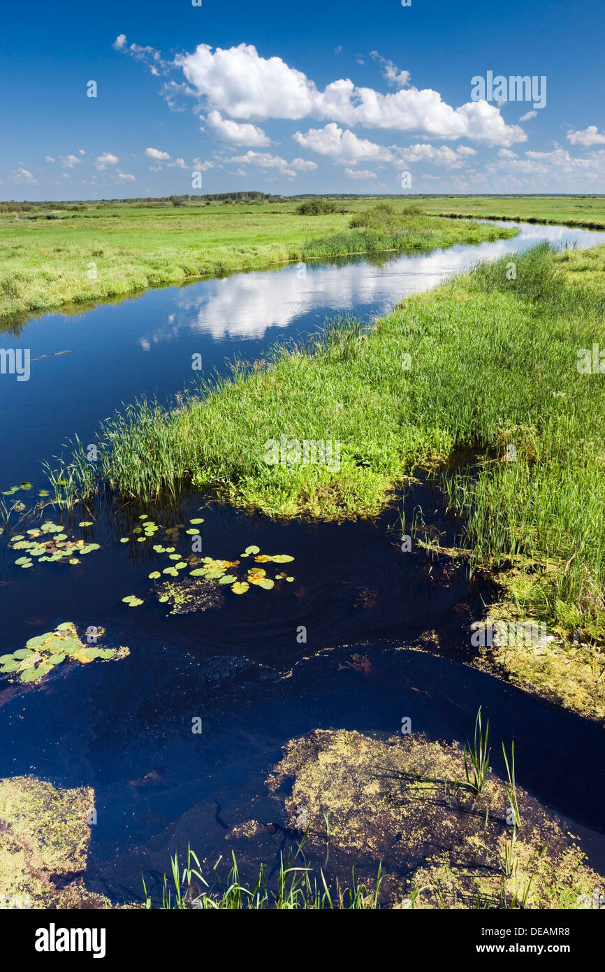 Près de la rivière Biebrza Dolistowo Stare, Parc National de Biebrzanski, Pologne, Europe Banque D'Images