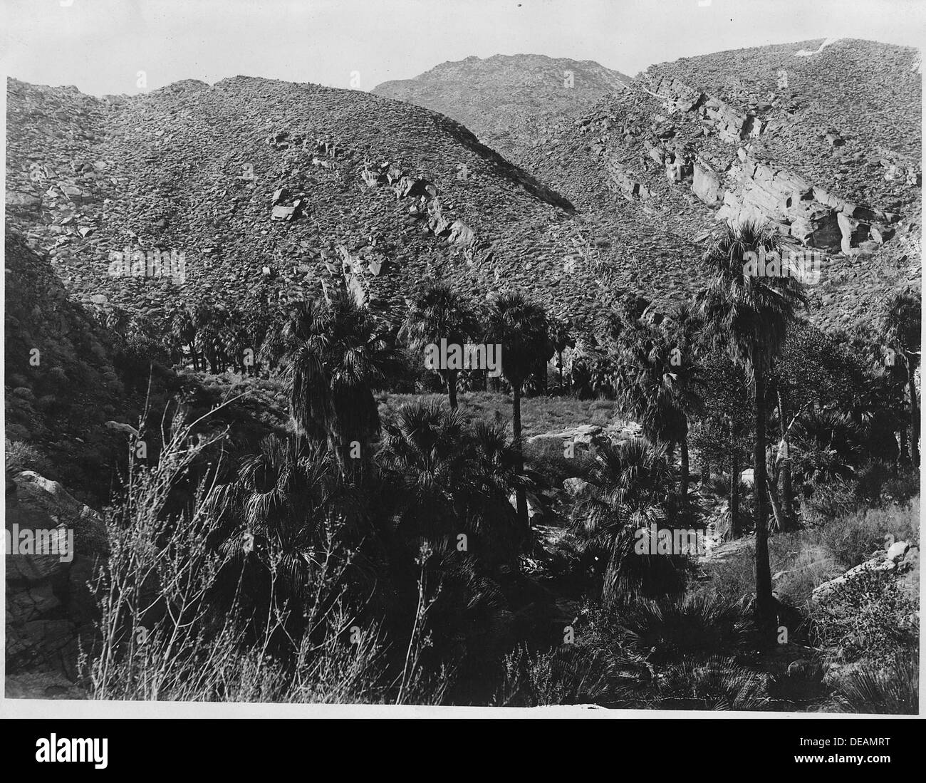 Les palmiers de Palm Canyon, situé à Palm Springs, en Californie, montrent la beauté naturelle de cette oasis désertique. Le canyon est connu pour ses vues panoramiques et la diversité de la vie végétale dans la région aride. Banque D'Images