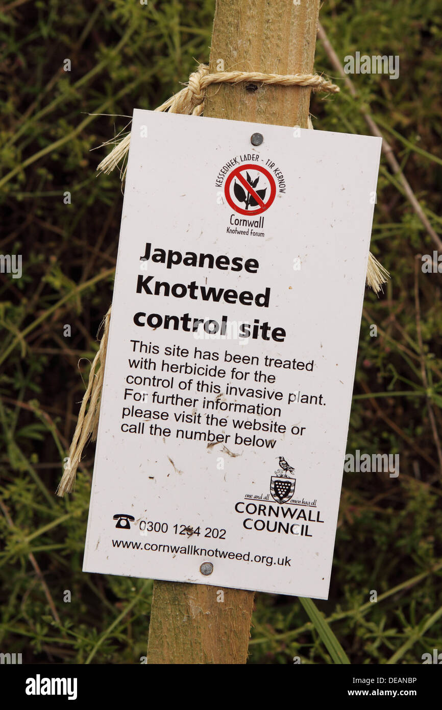 La renouée japonaise site de contrôle panneau d'avertissement à Cornwall England UK Banque D'Images
