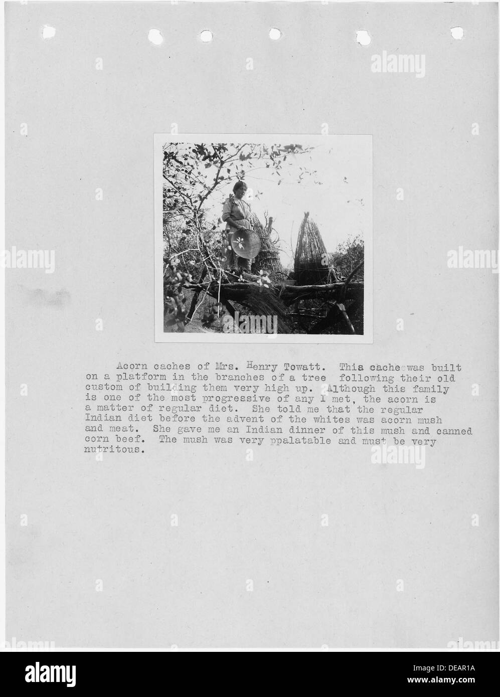 Une photographie de caches de glands, recueillie par MRS Henry Towatt en Californie, avec un texte d'accompagnement d'un rapport d'enquête sur la région. Les caches reflètent les pratiques traditionnelles de stockage des aliments. Banque D'Images