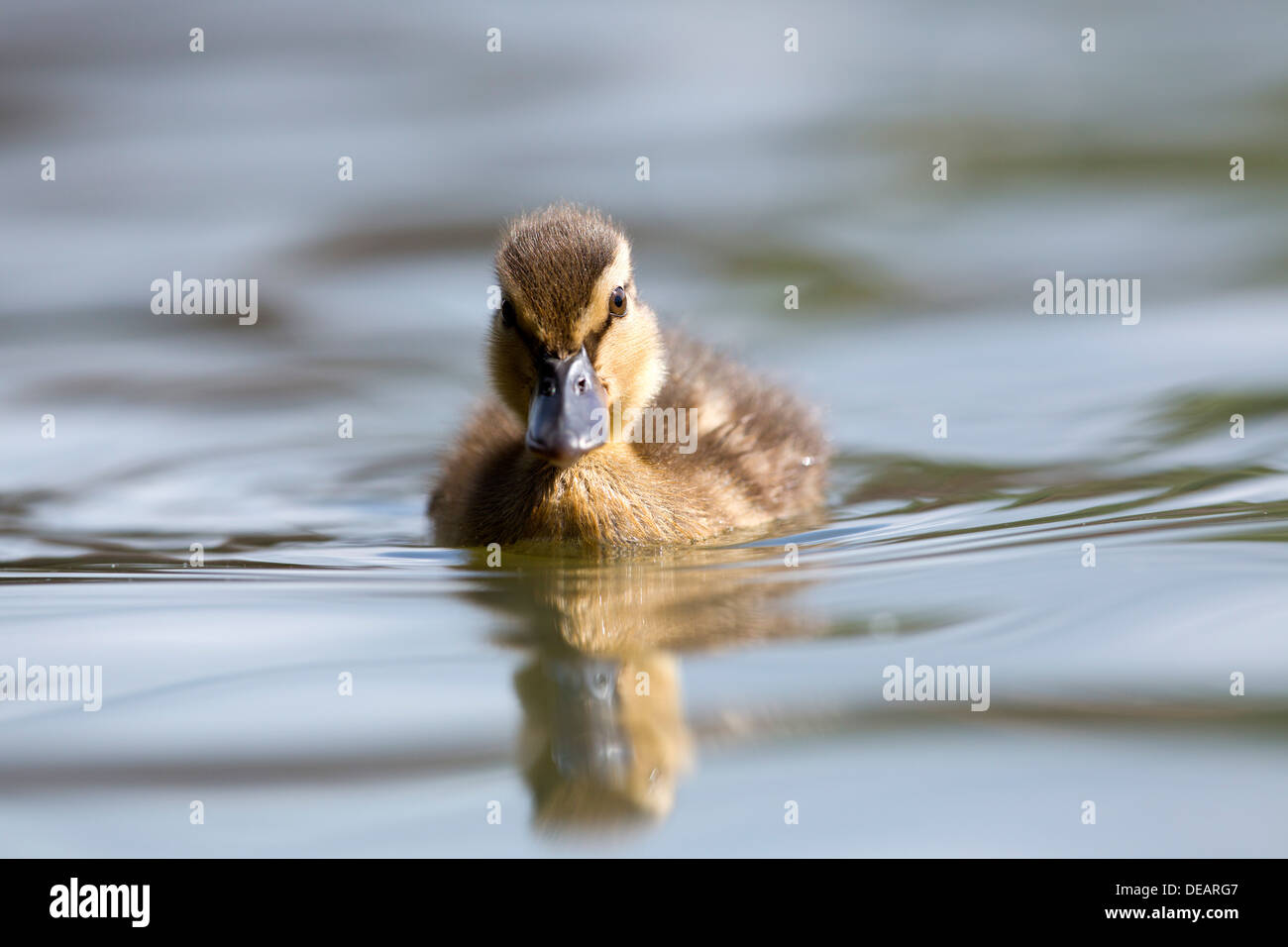 Canard colvert Anas platyrhynchos Canard ; ; ; UK Banque D'Images