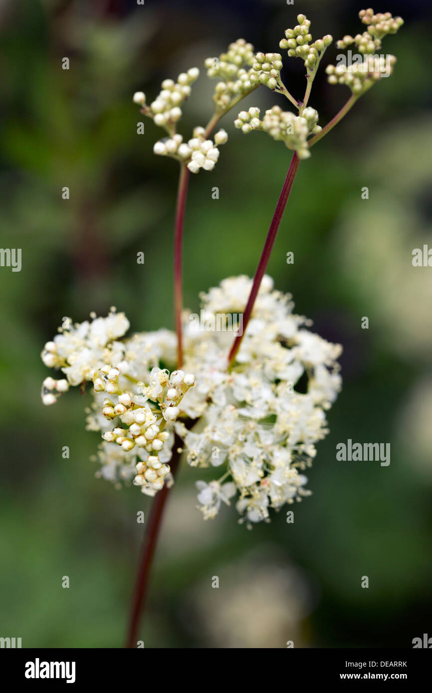 La Reine Des Pres Filipendula Ulmaria Fleur Ete Uk Photo Stock Alamy