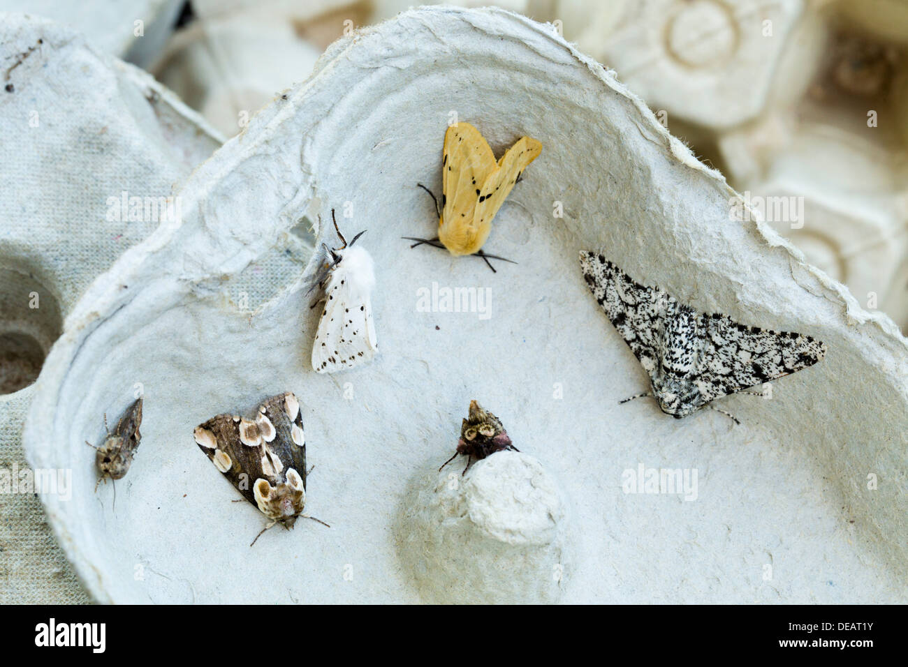 Papillons de nuit dans une boîte d'Oeufs ; blanc ; l'Hermine Hermine chamois parsemé ; espèce ; et d'autres ; Partie d'une espèce de piège ; été ; UK Banque D'Images