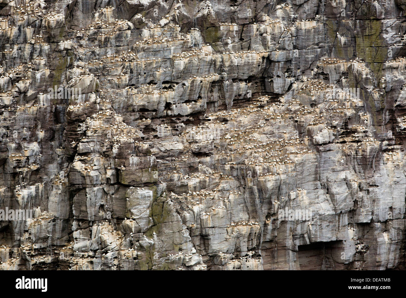 Noss falaises, colonie d'oiseaux de Shetland ; Royaume-Uni ; Banque D'Images