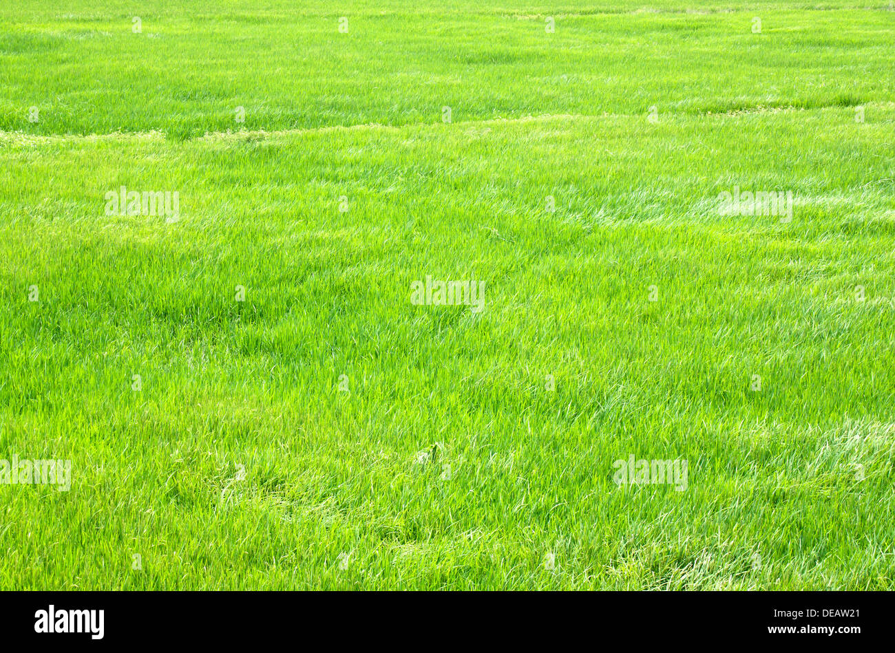 Des plants de riz dans les rizières vert. Banque D'Images