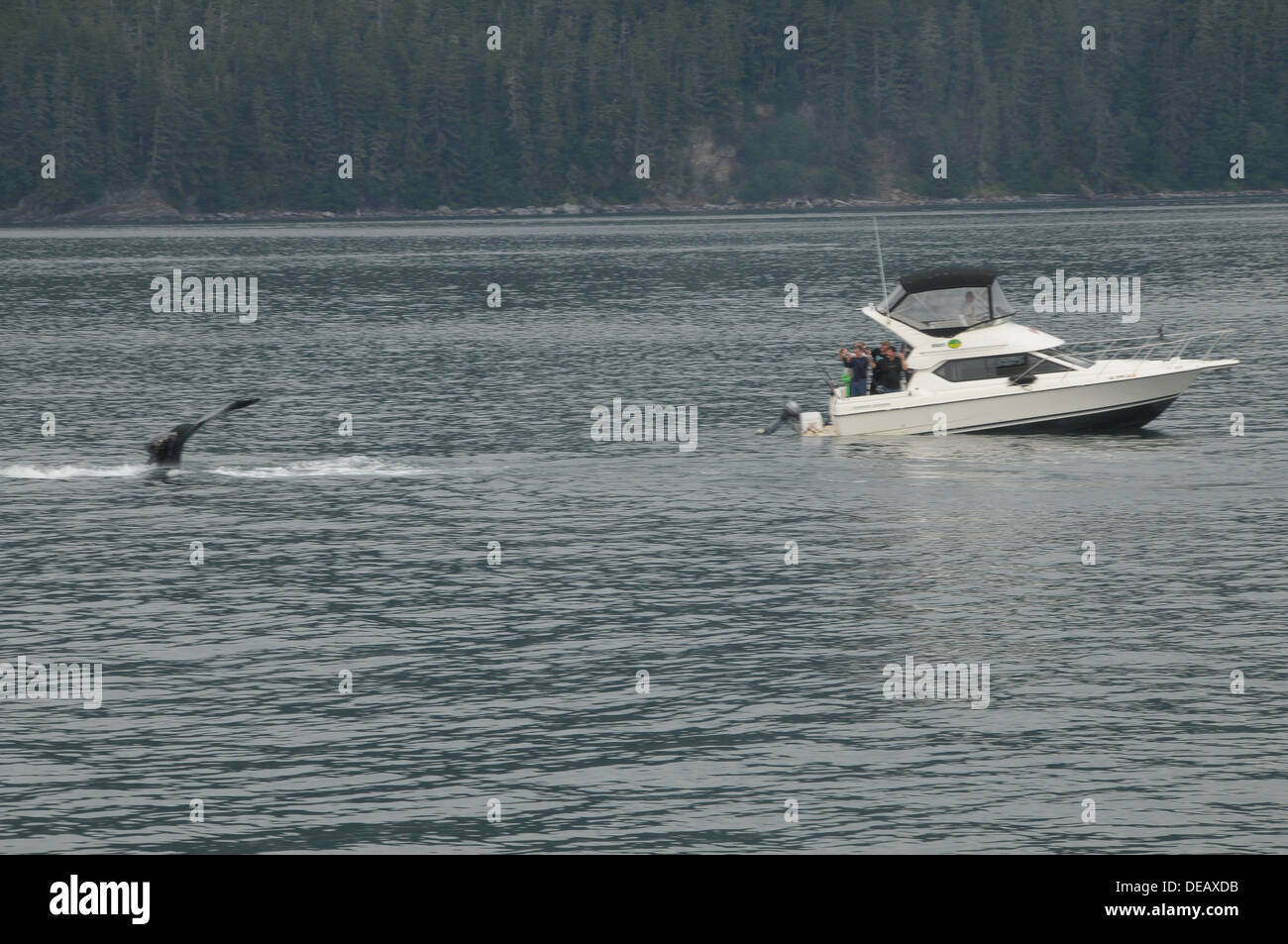 Baleines Juneau, Alaska, United States Banque D'Images