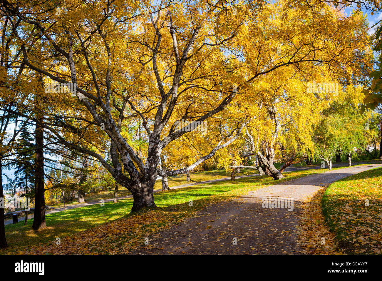 Parc paisible aux couleurs de l'automne dans les arbres Banque D'Images