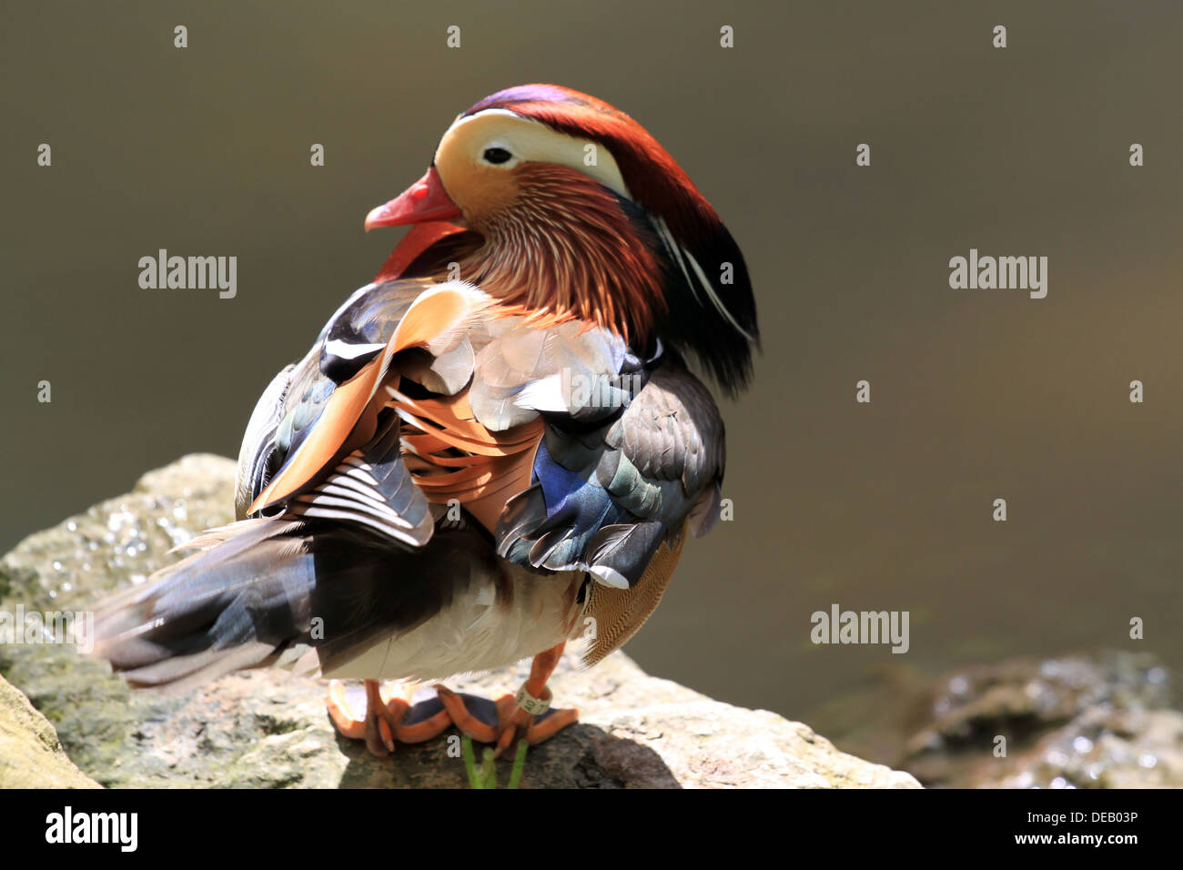 Canard Mandarin près de la rive de la rivière Banque D'Images