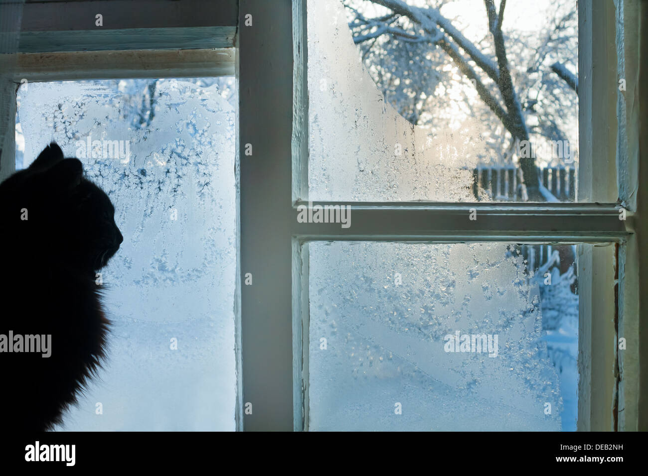 Le chat regarde la rue à travers la fenêtre d'hiver gelé Banque D'Images