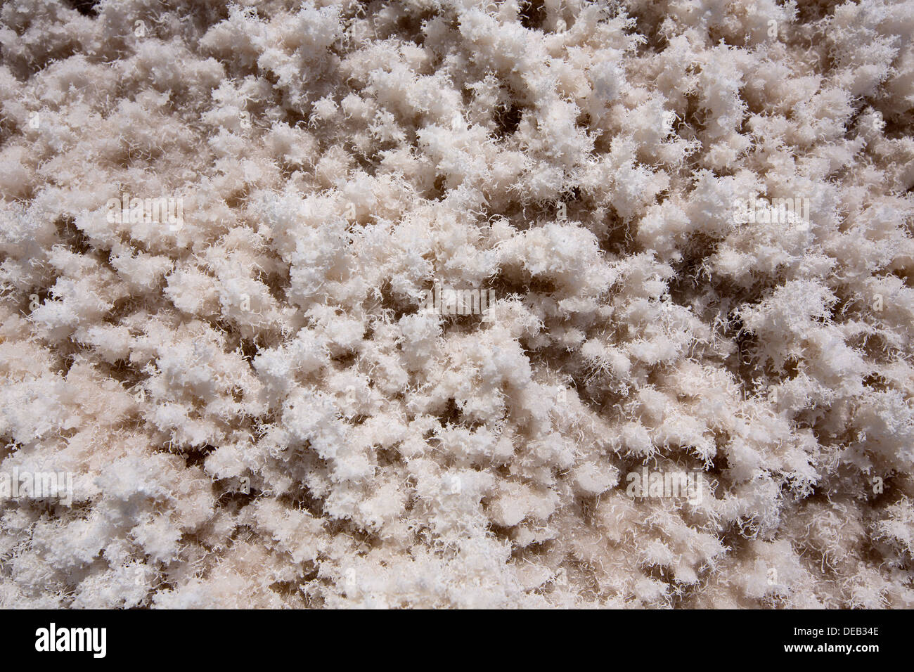 Bassin de Badwater Death Valley en Californie macro textures sel National Park Banque D'Images